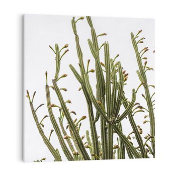 Obraz na płótnie 50x50 - Ekskluzywna Roślinność - kaktusy, liście