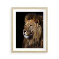 Plakat w ramie 40x50 - Władca Dzikiej Przyrody - lew, król - rama drewno