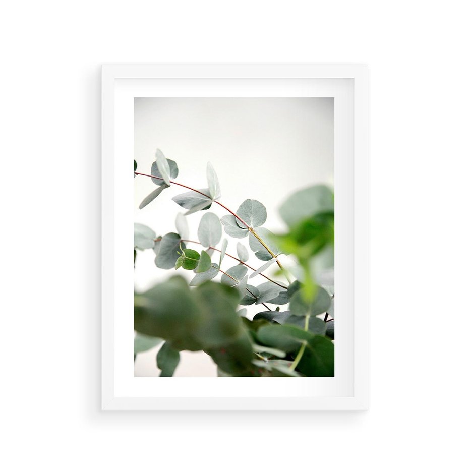 Plakat w ramie 30x40 - Zielony Świat Eukaliptusa - eukaliptus, fotografia - rama biała