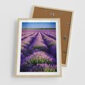 Plakat w ramie 50x70 - Malownicze Pole Lawendy - lawenda, pole - rama drewno