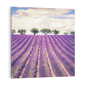 Obraz na płótnie 40x40 - Uroda Lawendy: Kwiatowy Cud Natury - lawenda, kwiaty