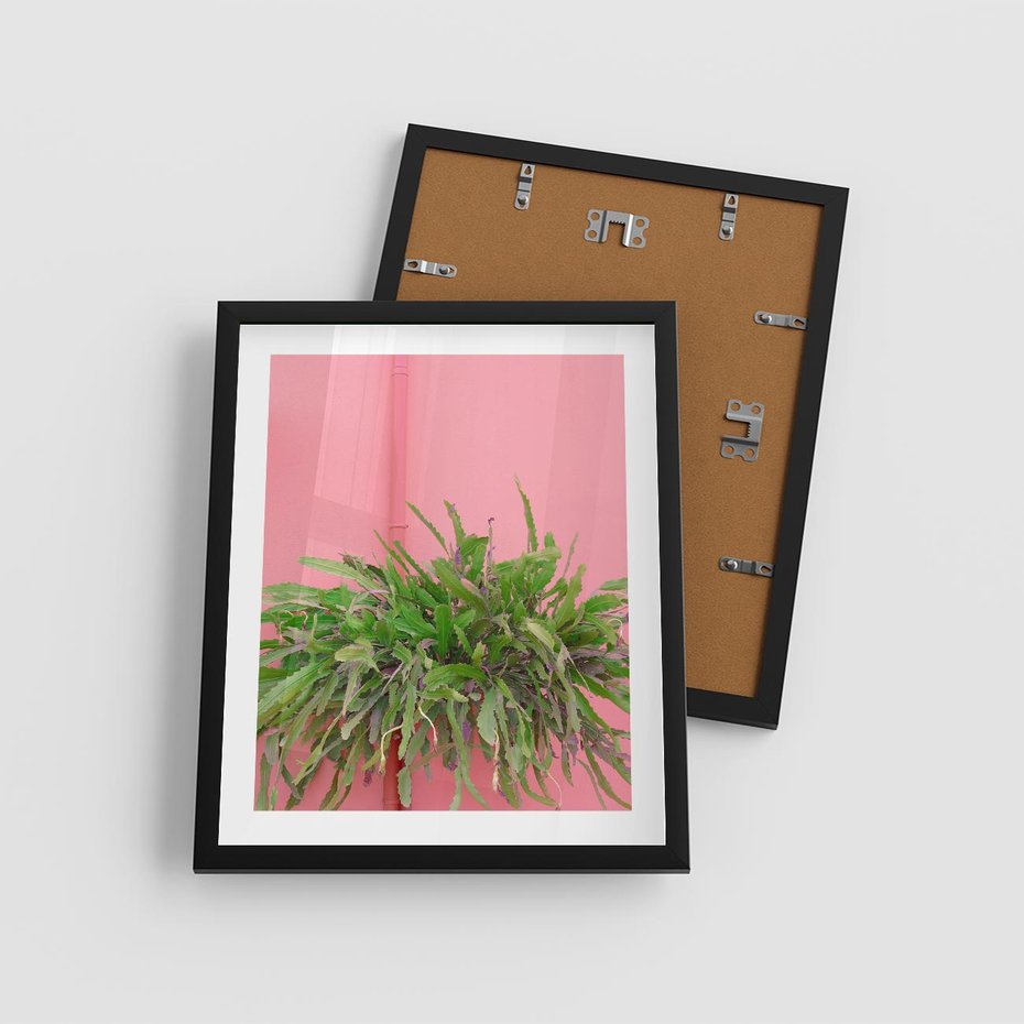 Plakat w ramie 40x50 - Fotografia Rośliny z Różowym Tłem - fotografia, zielona roślina na tle różwj ściany - rama czarna