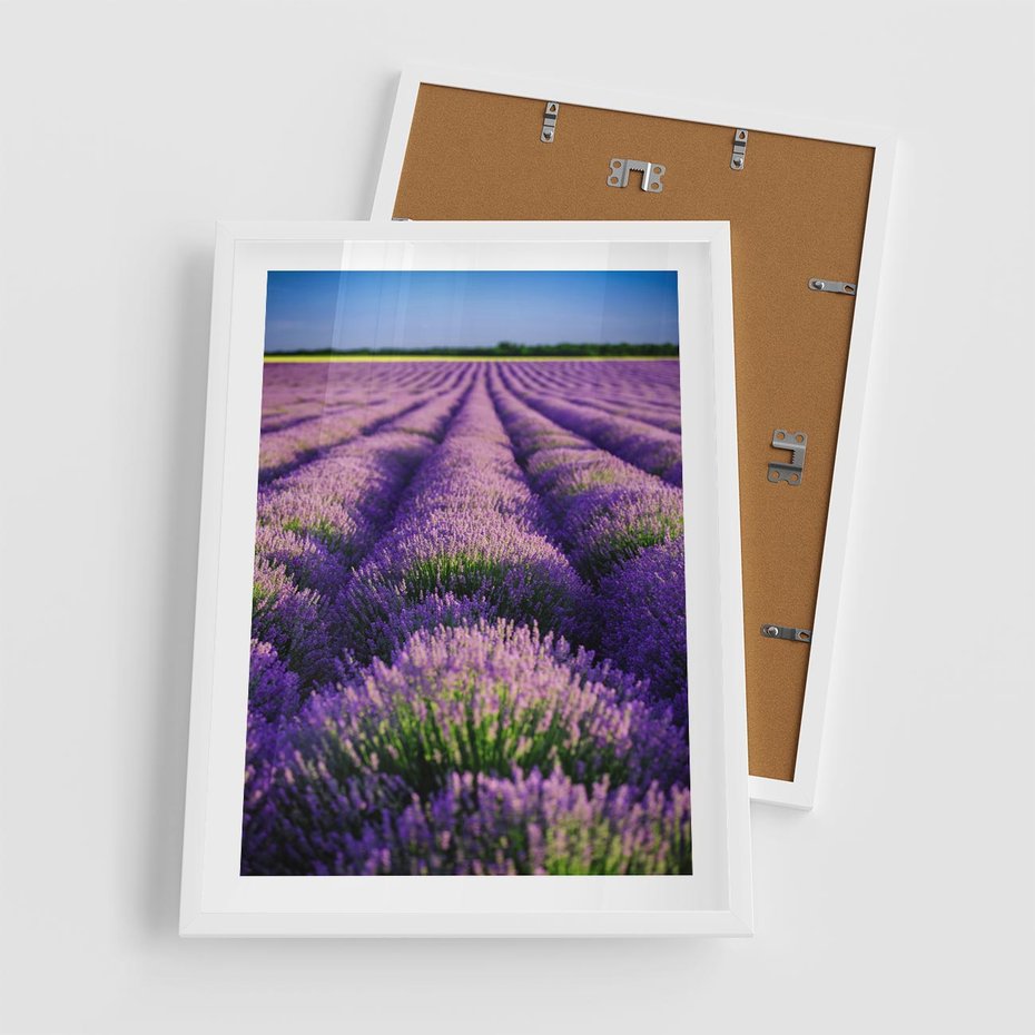 Plakat w ramie 50x70 - Malownicze Pole Lawendy - lawenda, pole - rama biała