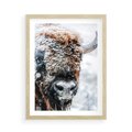 Plakat w ramie 50x70 - Żubr w Krainie Śniegu - żubr, zima - rama drewno