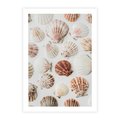 Plakat bez ramy 40x50 - Morska Delikatność: Muszelki na Białym Tle - kompozycja, morskie muszelki na białym tle