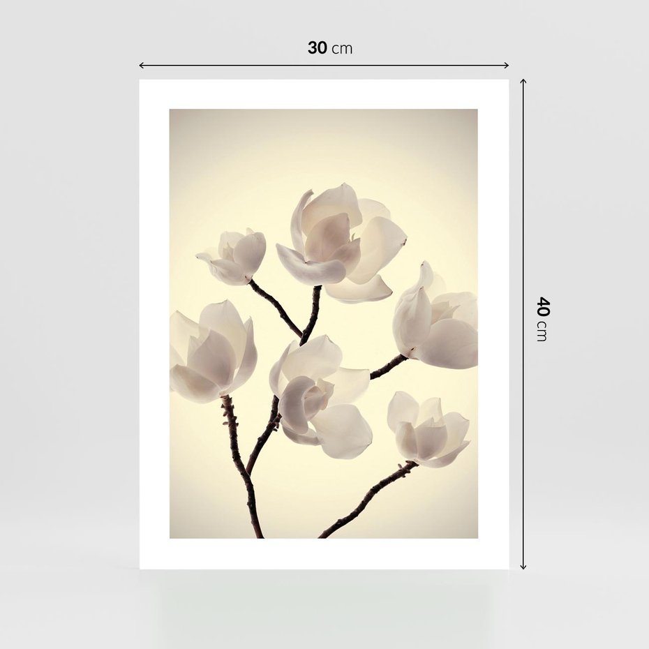 Plakat bez ramy 30x40 - Elegancja Natury - magnolia, białe