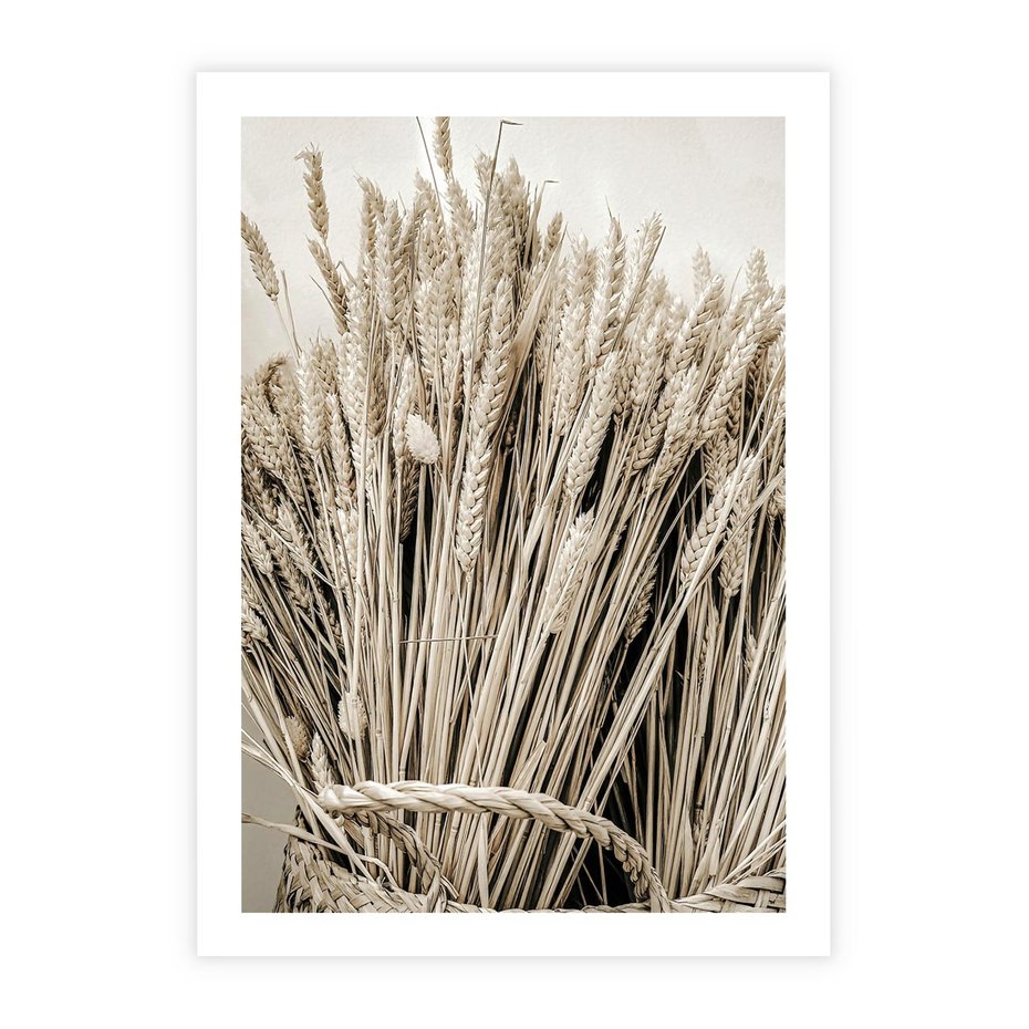 Plakat bez ramy 21x30 - Letni Plon - zboże, kłosy zboża