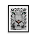 Plakat w ramie 30x40 - Magia Białego Tygrysa - biały, tygrys - rama czarna