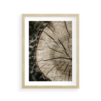 Plakat w ramie 40x50 - Wnętrze Natury - pień, przecięty pień - rama drewno