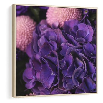 Obraz w ramie 80x80 - Fioletowa hortensja - kwiaty, hortensja - rama drewno