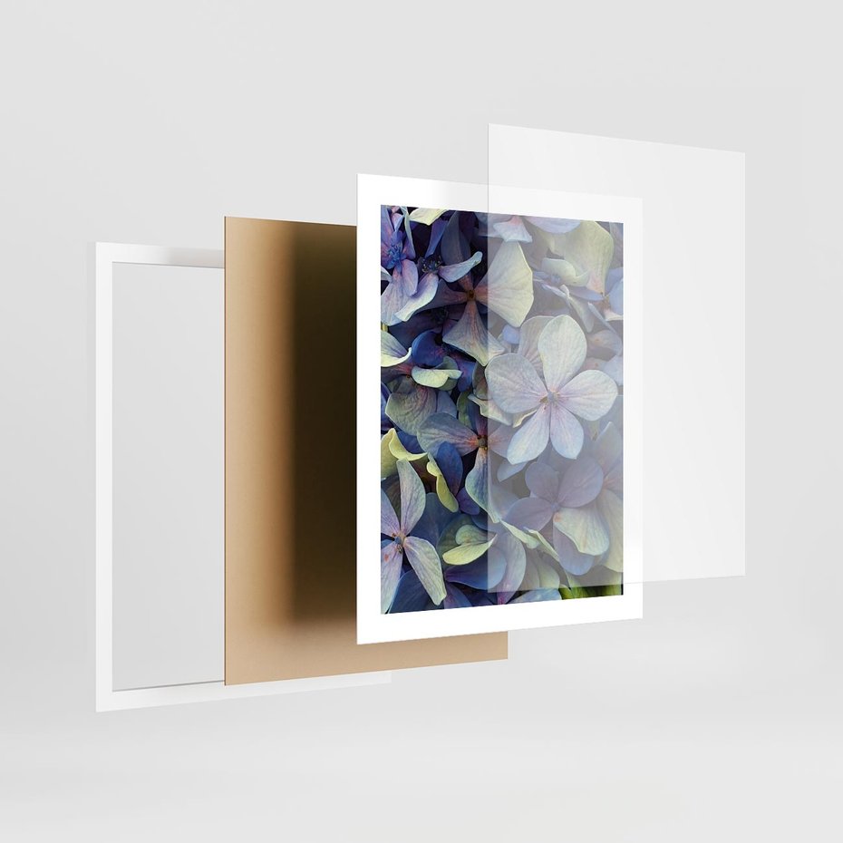 Plakat w ramie 40x50 - Hortensja - delikatność kwiatów - hortensja, kwiaty - rama biała