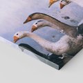 Obraz na płótnie 60x60 - Spotkanie Wśród Piór - uchwycony moment, fotografia