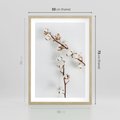Plakat w ramie 50x70 - Gałęzie Bawełny na Białym Tle - gałęzie bawełny na białym tle, minimalizm - rama drewno