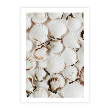 Plakat bez ramy 21x30 - Białe Muszle - białe muszle, ujęcie z góry