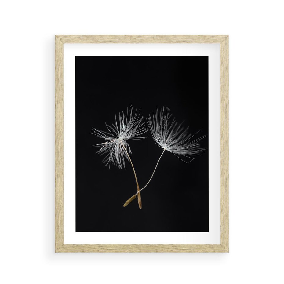 Plakat w ramie 40x50 - Delikatność Wiatru - dmuchawce, makro - rama drewno