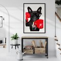 Plakat bez ramy 50x70 - Boksujący mops - pies - boks, mops