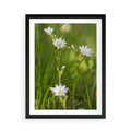 Plakat w ramie 50x70 - Kolorowa łąka - stokrotki, łąka - rama czarna