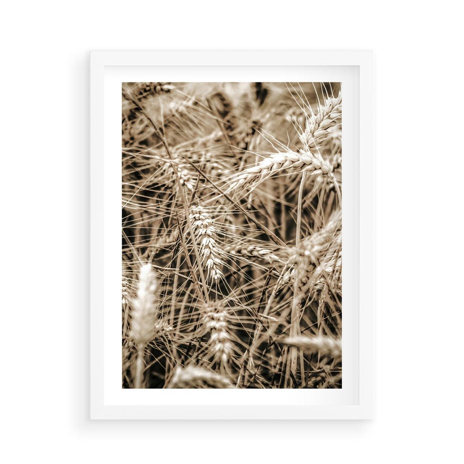 Plakat w ramie 50x70 - Zbliżenie na Kłosy Zboża - zboża, kłosy zboża - rama biała