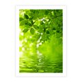 Plakat bez ramy 40x50 - Liście w Wodzie - liście, woda