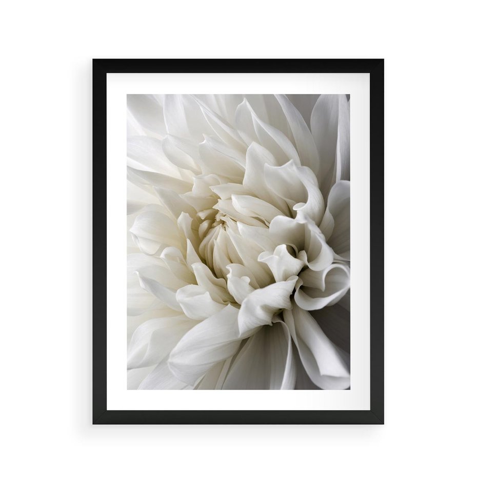 Plakat w ramie 40x50 - Białe Kwiaty Delikatności - białe, kwiaty - rama czarna