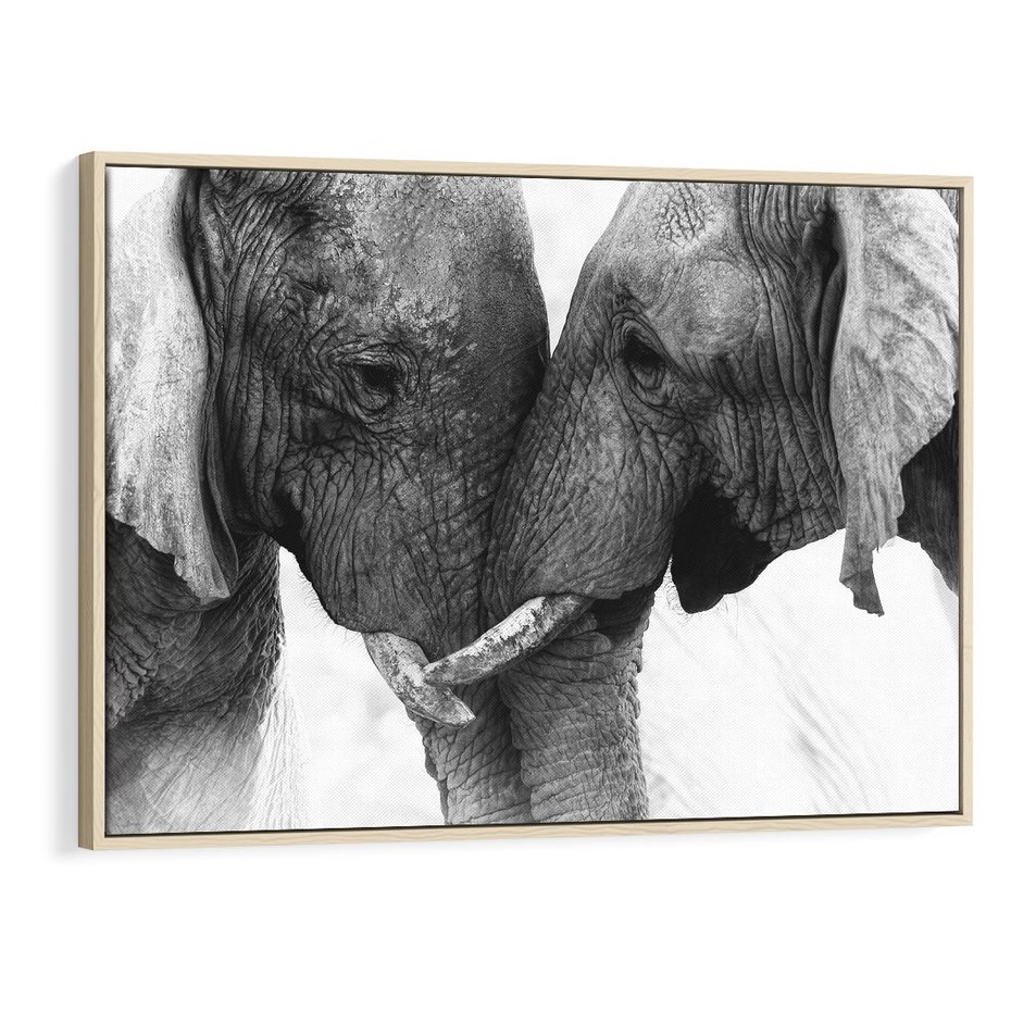 Obraz w ramie 100x70 - Spotkanie Mądrości - fotografia czarno biała, dwa słonie - rama drewno