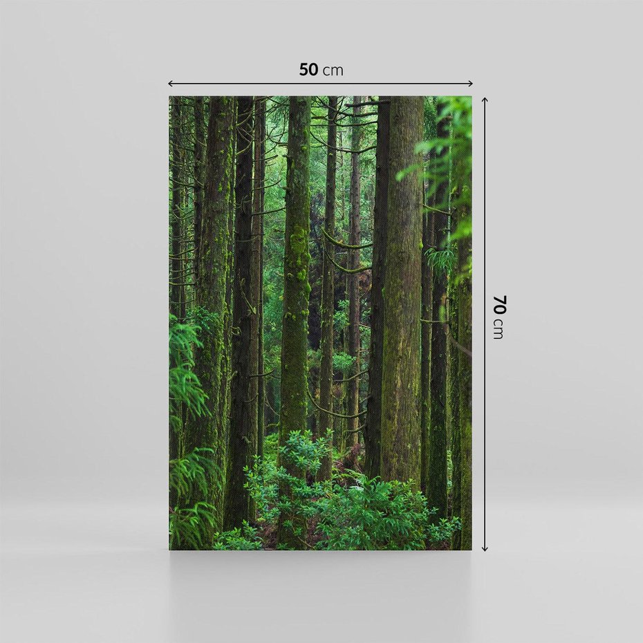 Obraz na płótnie 50x70 - Mistyka leśnej głuszy - las, drzewa