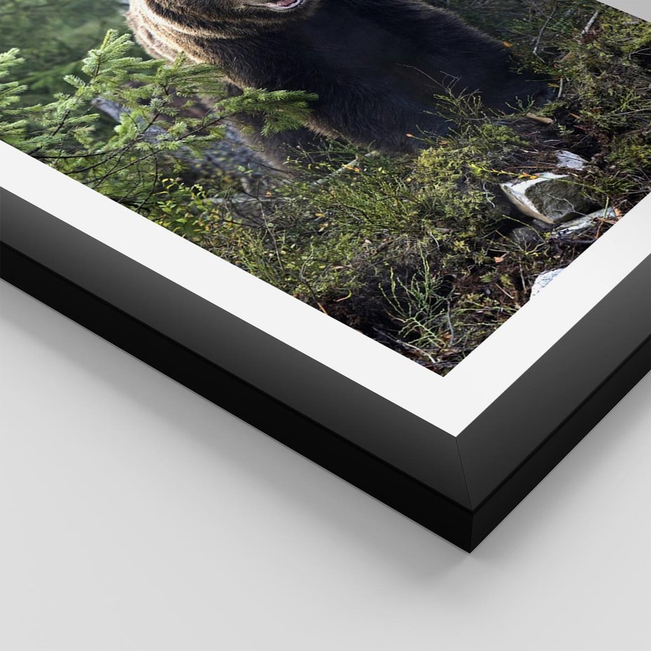 Plakat w ramie 30x40 - Spotkanie z Niedźwiedziem w Lesie - niedźwiedź, las - rama czarna