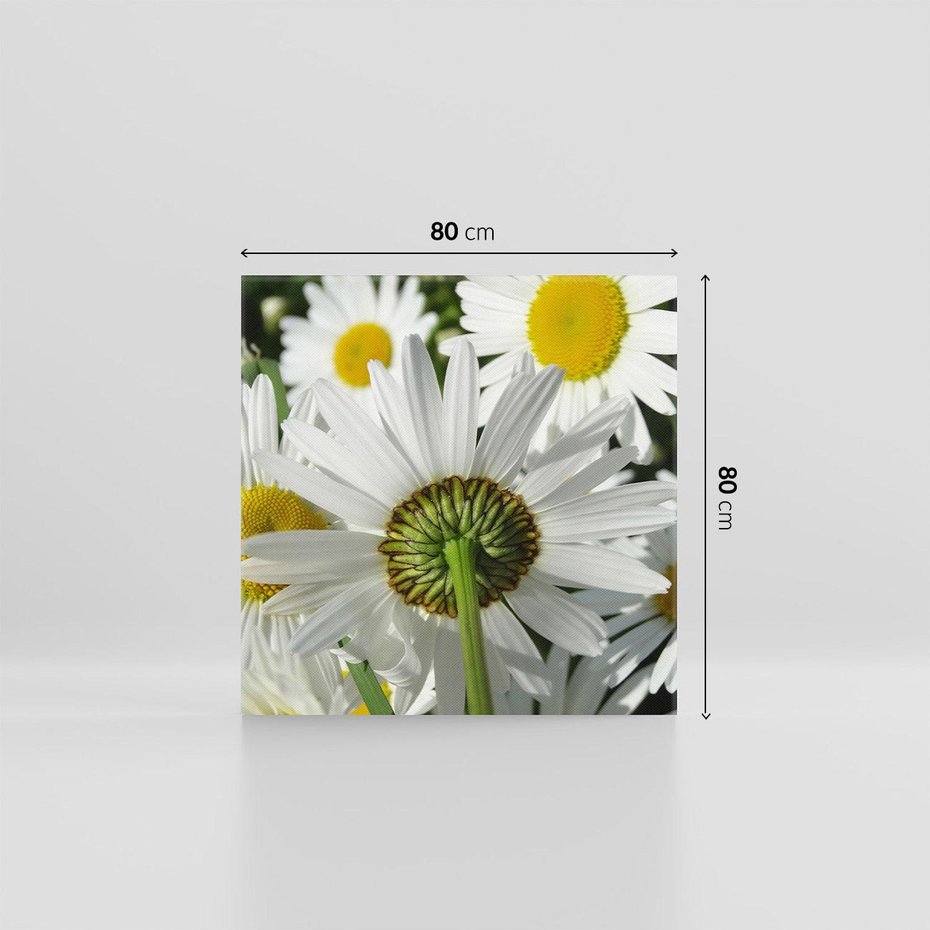 Obraz na płótnie 80x80 - Stokrotki w pełnym rozkwicie - stokrotki, kwiaty