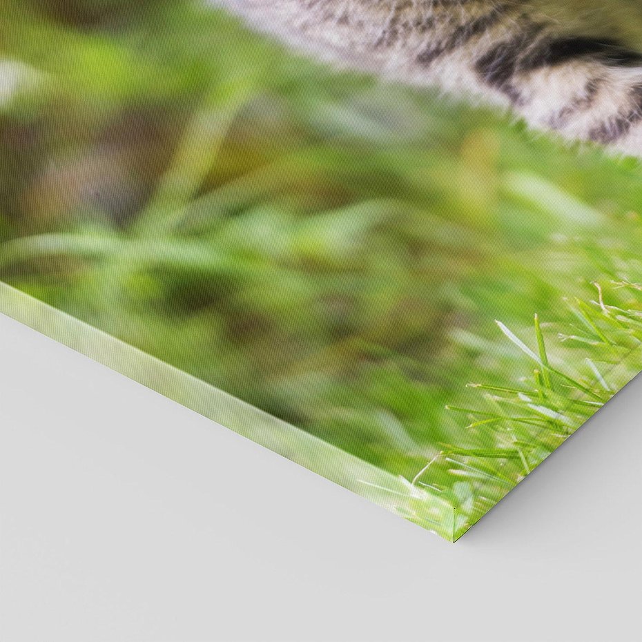 Obraz na płótnie 100x50 - Kocie polowanie w ogrodzie - kot, polowanie