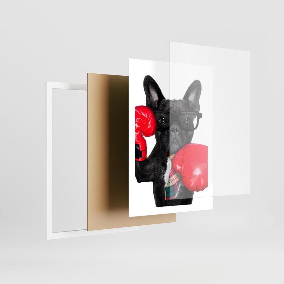 Plakat w ramie 50x70 - Boksujący mops - pies - boks, mops - rama biała