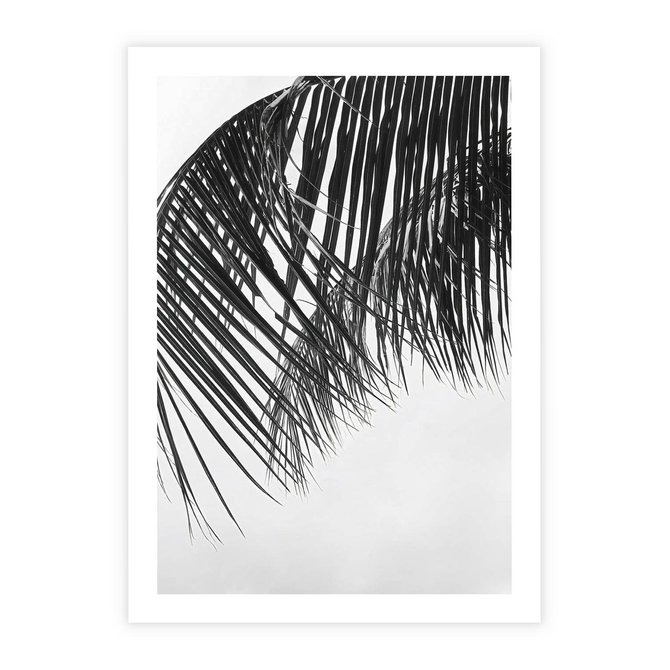 Plakat bez ramy 30x40 - Czarno-Biały Kontrast - czarno białe zdjecie, palma
