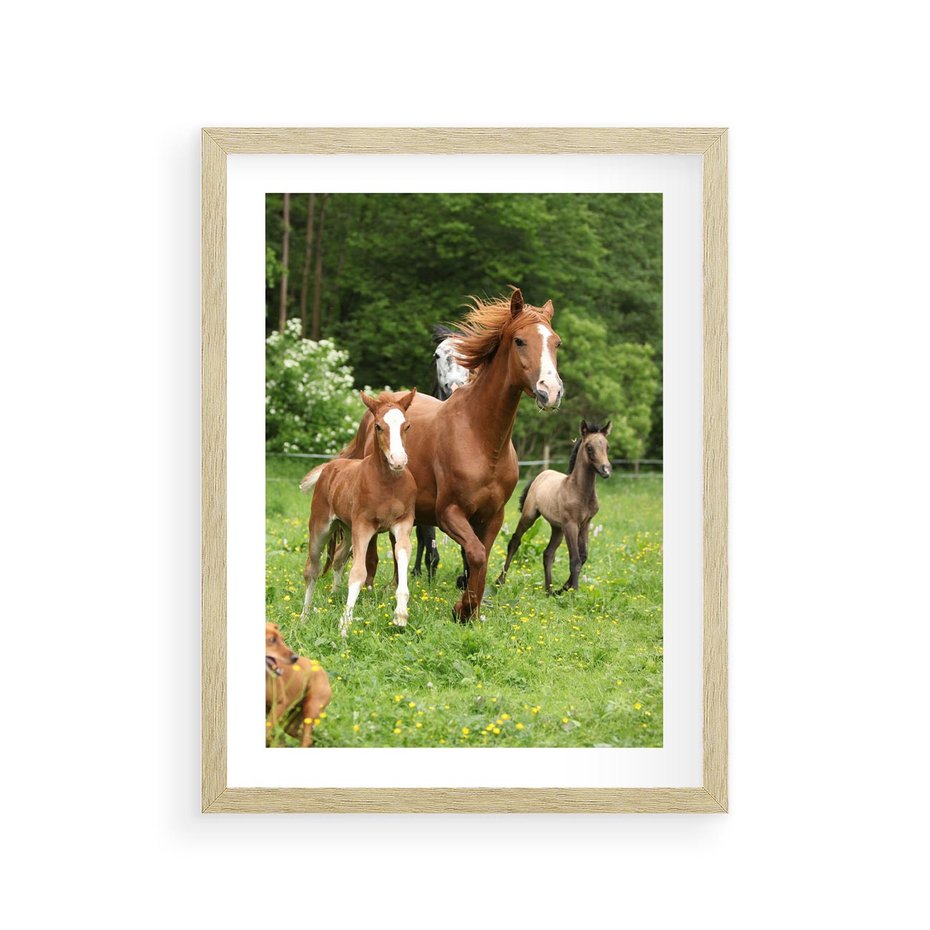 Plakat w ramie 30x40 - Galopujące konie - konie, galop - rama drewno