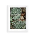 Plakat w ramie 30x40 - Zielona Uroda Sukulentów - sukulenty, zielone liście - rama biała