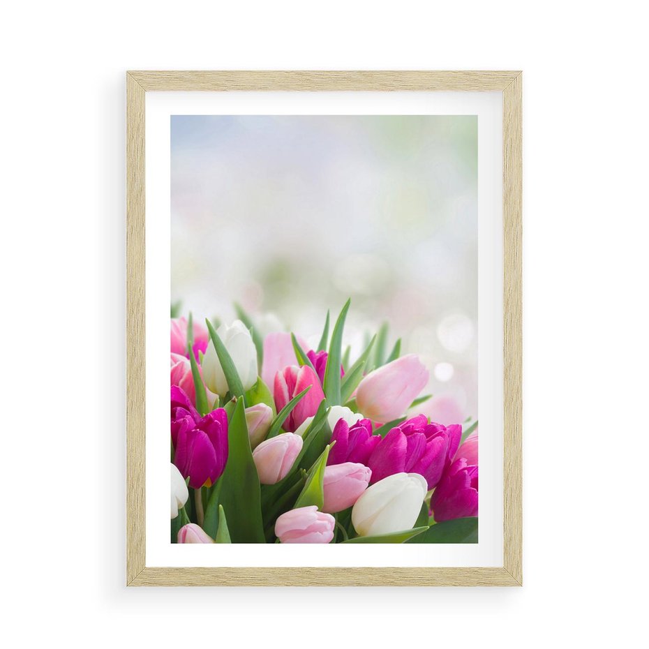 Plakat w ramie 50x70 - Tulipany w pełnym rozkwicie - tulipany, kwiaty - rama drewno
