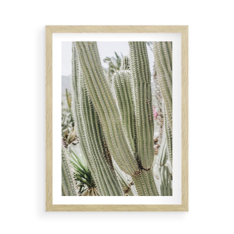 Plakat w ramie 50x70 - Duże Kaktusy w Pejzażu - kaktus, duże kaktusy na pustyni - rama drewno