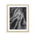 Plakat w ramie 40x50 - Siła Natury - czarno biała fotografia, korzenie wielkiego drzewa - rama drewno