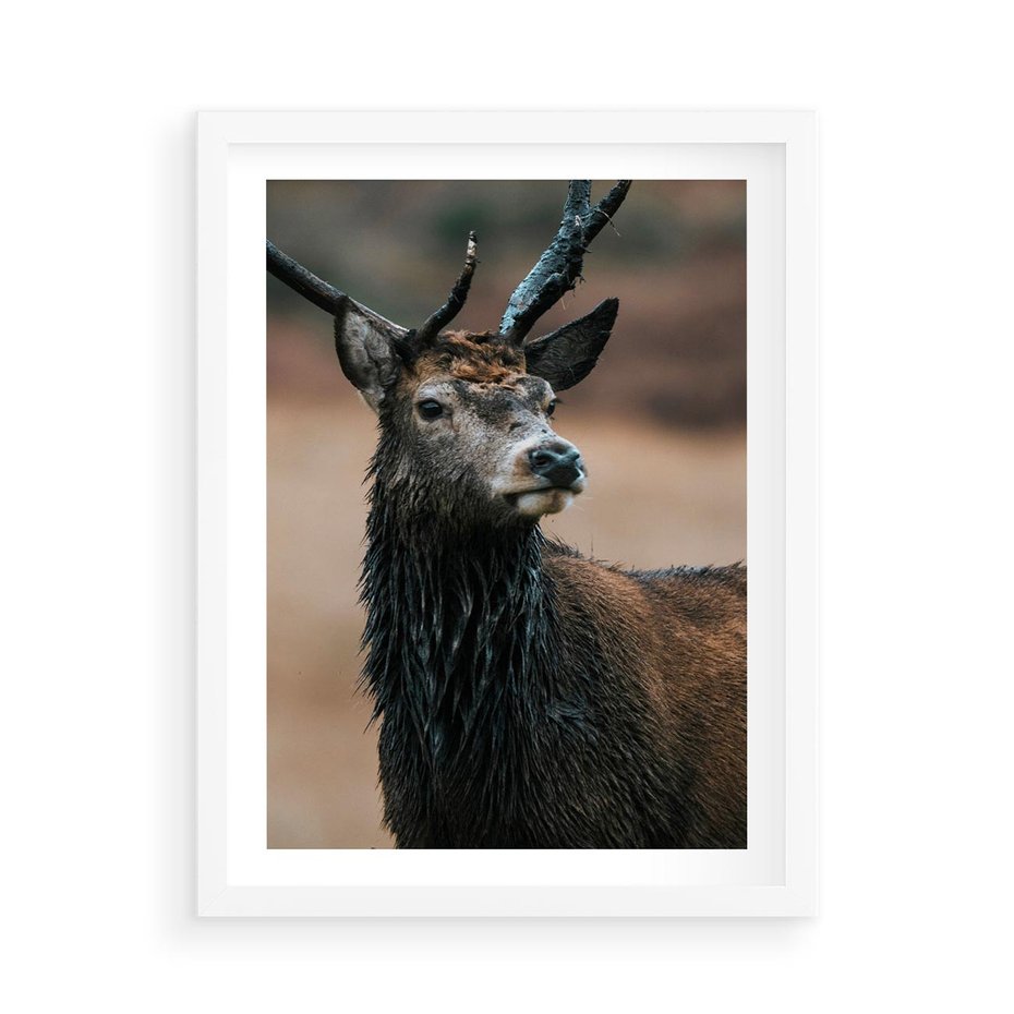 Plakat w ramie 50x70 - Spokojny jeleń - jeleń, las - rama biała