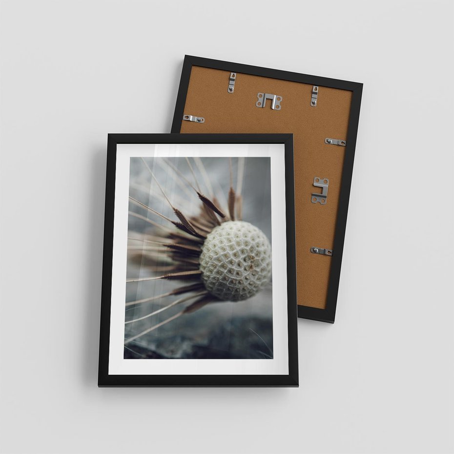 Plakat w ramie 30x40 - Makro Dmuchawiec - dmuchawiec, zbliżenie - rama czarna