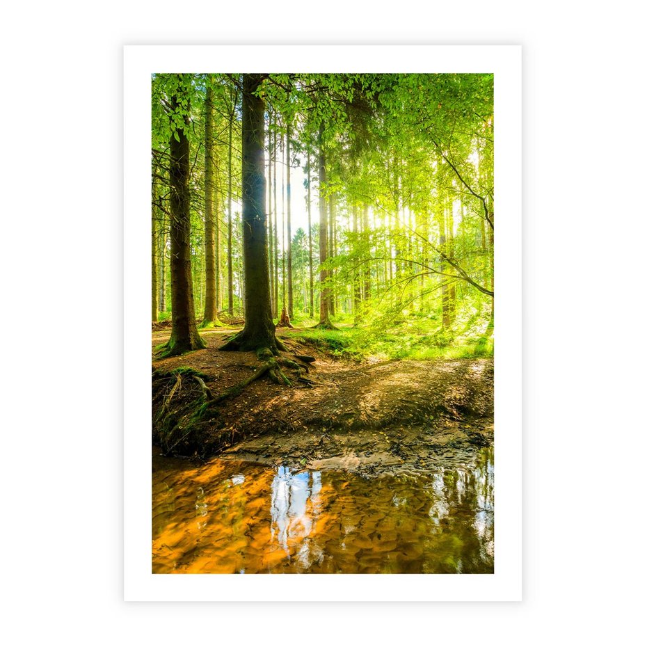 Plakat bez ramy 50x70 - Las nad Wodą - las, woda