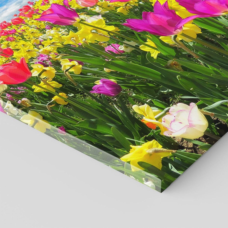 Obraz na płótnie 60x60 - tulipany na łące - kwiaty, tulipany