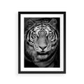 Plakat w ramie 30x40 - Tygrys Czarno-Biały: Siła i Delikatność - tygrys, czarno - rama czarna