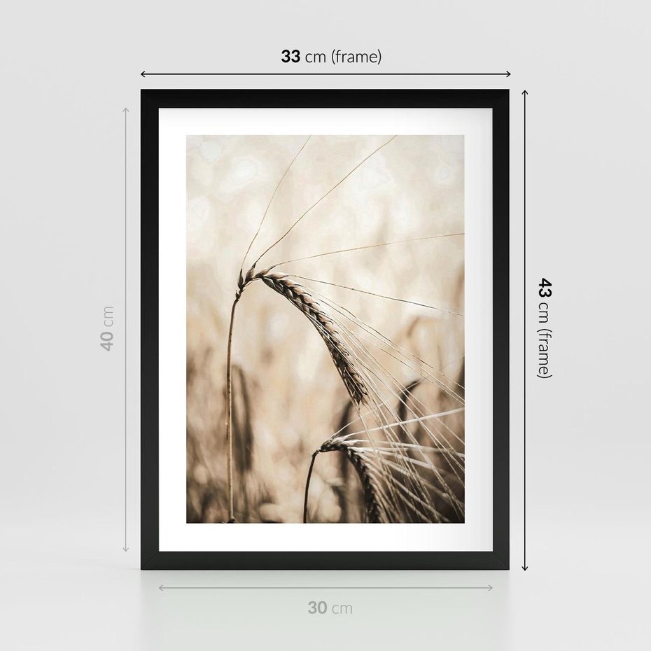 Plakat w ramie 30x40 - Źdźbło Pszenicy: Blisko Natury - źdźbło pszenicy, pszenica - rama czarna