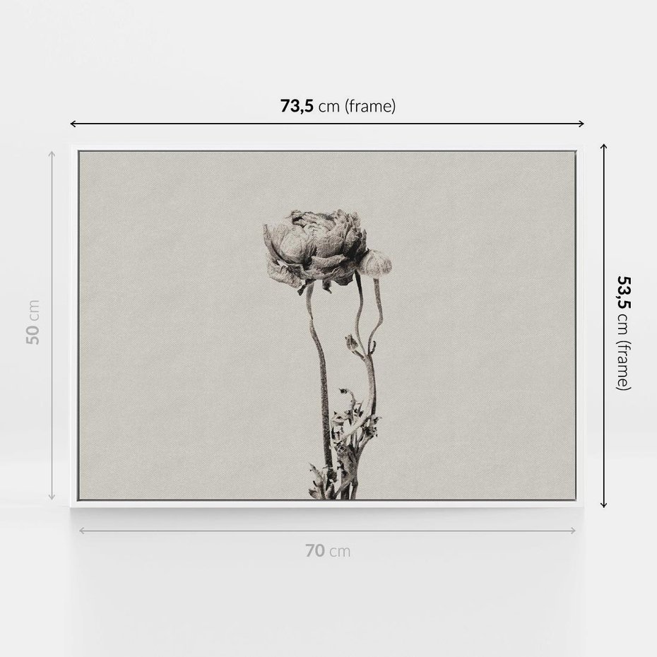 Obraz w ramie 70x50 - Cień Kwiatowej Delikatności - kwiat, cień - rama biała