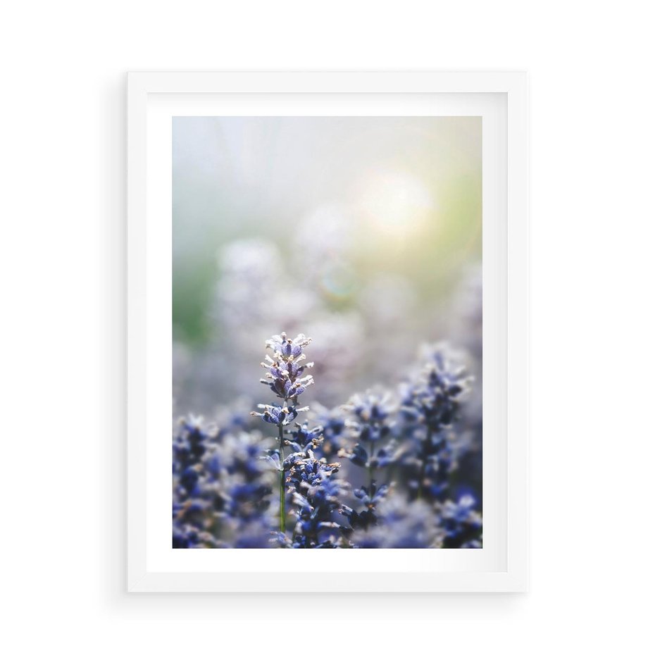 Plakat w ramie 50x70 - Delikatna Uroda Natury - wrzosy, fiolet - rama biała