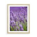 Plakat w ramie 50x70 - Urok lawendy - lawenda, kwiaty - rama drewno