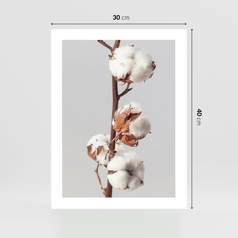 Plakat bez ramy 30x40 - Spokojna Gałązka Bawełny - gałązka bawełny, prosta spokojna fotografia