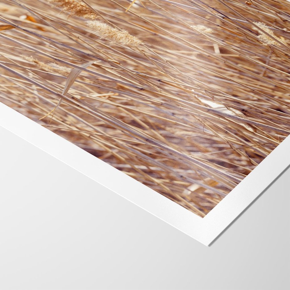 Plakat bez ramy 40x50 - Mistrzowskie suche trawy - suche, trawy