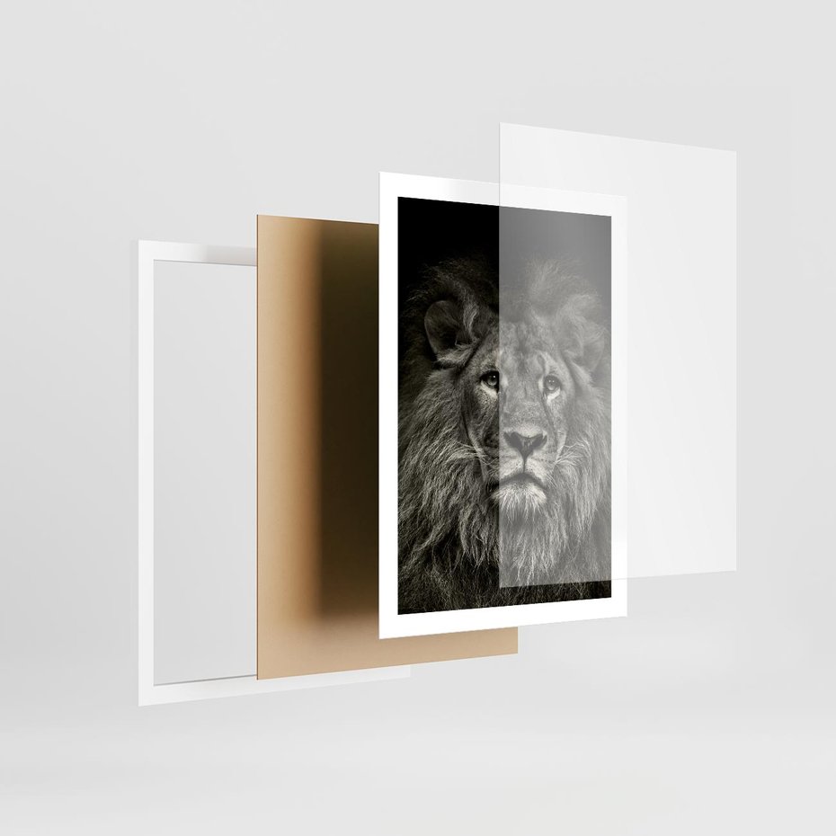 Plakat w ramie 50x70 - Moc lewego spojrzenia - lew, czarno - rama biała