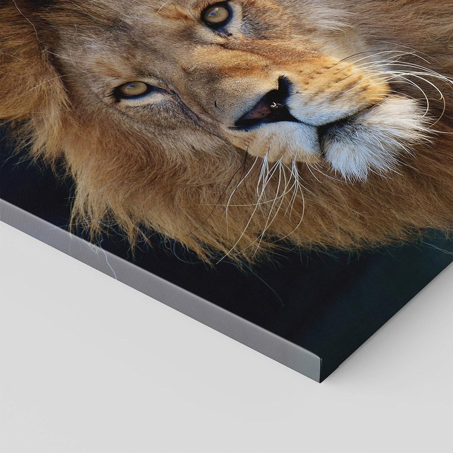 Obraz na płótnie 30x30 - Lew - Król Zwierząt - lew, zwierzęta