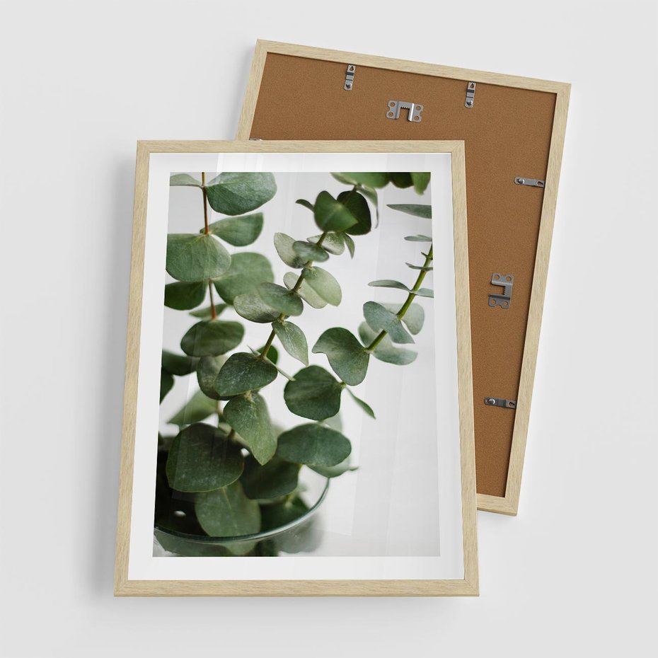 Plakat w ramie 50x70 - Zielone eukaliptusy - eukaliptus, liście - rama drewno